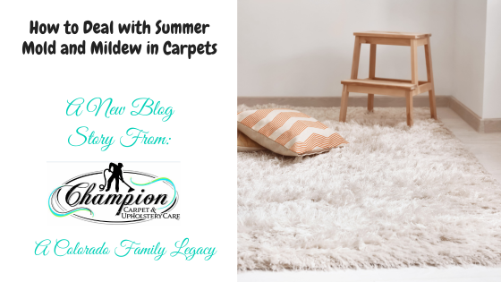 How to Deal with Summer Mold and Mildew in Carpets
