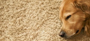 Pet Stains & Carpet Care