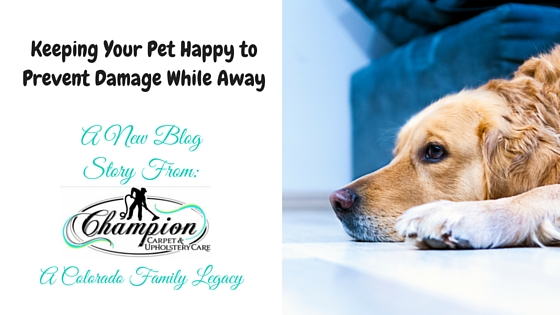Keeping Your Pet Happy to Prevent Damage While Away