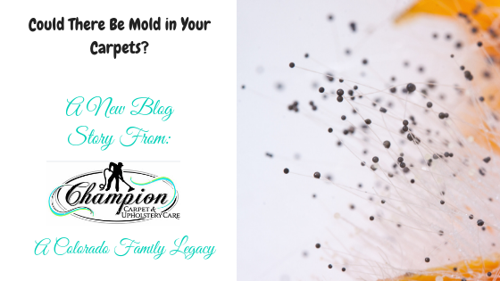 Could There Be Mold in Your Carpets?